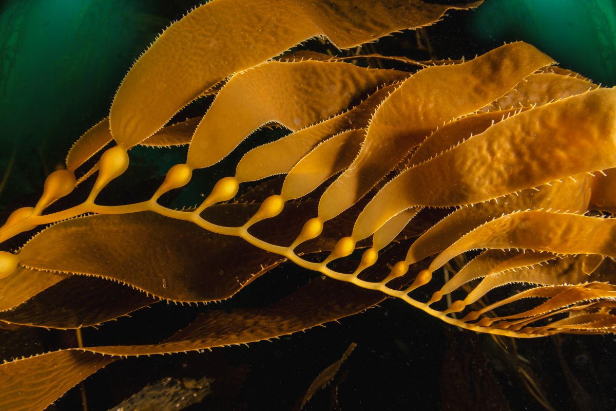 kelp